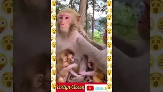 Monkey Mommy & Sibling Is Hungry Waiting For Foods!! |!#shorts