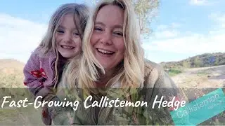 How to Plant a Fast-Growing Callistemon Hedge for Shade and Privacy | Care Tips