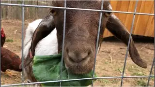 Goats - The new additions