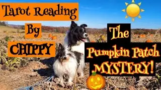 Chippy The Tarot Dog Says: This Got WEIRD FAST!  🧡 TAROT READING! 🐾
