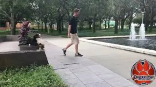 6 Month Old Bernese Mountain Dog, Maverick! Before and After Offleash K9 Training Tampa Bay