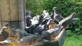 Die Tauben am Taubenturm haben Hunger und erfreuen sich am sonnigen Wetter