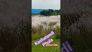 Kashatandi phula#shortsvideo #