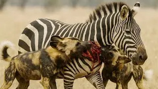 Hungry Wild Dogs Attack on Poor Zebra