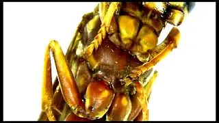 Wasp Anatomy: Thorax (Ventral) | Under the Microscope: Insects Ep. 12