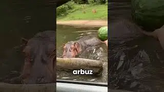 Ta dziewczyna nie przestała, dop&oacute;ki nie nakarmiła hipopotama 😲❤️