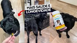 SUPLEMENTOS QUE TODO CACHORRO DEVERIA TOMAR 🐶🐕 Organnact