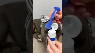 DOG SKIN CARE #dog #americandog #dogshorts