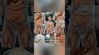 🍗🧠What Grilled Chicken Does Inside Your Body #shorts #health #chicken
