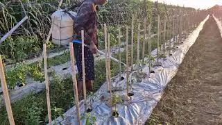 Boosting Crops with Liquid Gold &ndash; Watch the Fertilizer Soak In - Agriculture Farming