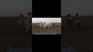 stad halikar bull for seal +91 90006 56958