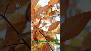 Shocking Truth: The Science Of Natural Textures | 2025