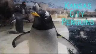 Penguins of the Kansas City Zoo | 2022