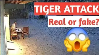Brahmapuri forest guest house tiger attack real or fake |  forest guest house tiger attack is real ?