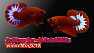 C&aacute; Betta Red Fancy Star | Video C&aacute; Mới 3/12 | Betta Sales