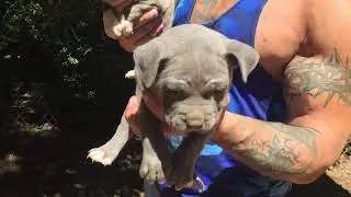 Chunk meets his kids!! Extreme pocket bullies!