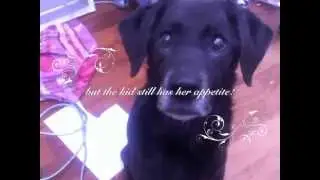 13,5 yr old tripawd Jip, almost one year after amputation (part 4).m4v