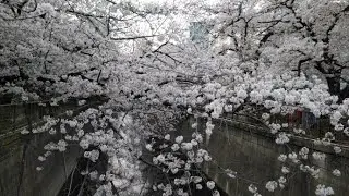 2021.03.27目黒川沿いの桜②(中目黒から池尻大橋方面)