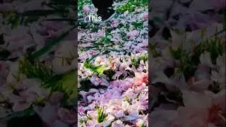 Cherry Blossoms 🌸🌸 #routinevlogs #desimominamerica #newyork  #shorts #viral