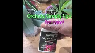ORCHIDS SURVIVING & STRIVING SIMPLE BASIC SPACE! TIPS FOR CARE!