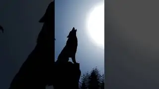 Wolf Howling Sound at Moon Night