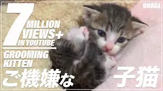 котенок