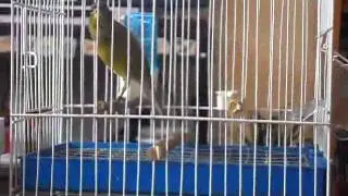 Timbrado kanarinac Split