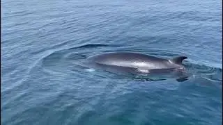 Minke Whale at Staffa