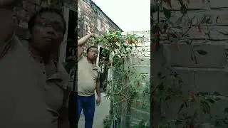 2 meter chili tree harvest#Short Chili# grow#