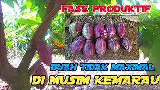KENAPA HARUS DI BUANG BUAHNYA‼️USIA 22 BULAN|KLON 45
