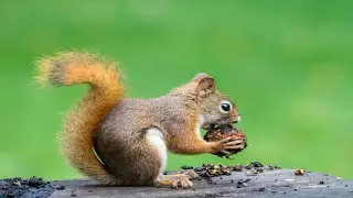 A Grey Squirrel Peeling a Black Walnut on a Tree Branch - Grey Squirrel Eating Seeds