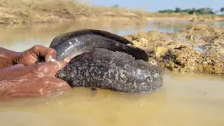 Unique fishing technique in riverside fish hole.  Best Hand Fishing. Amazing fish catching in river.