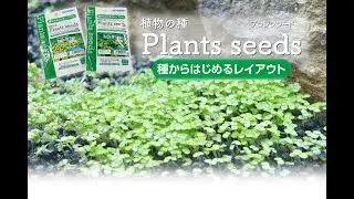 植物の種 『プランツシードのセット方法と成長過程』