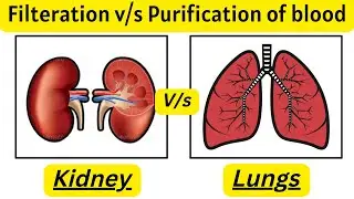 Purification v/s  Filteration of Blood 🩸| Kidney | Lungs  #lungs&Kidney #amazingfacts
