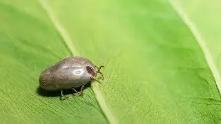 Invasive tick species spotted in NJ concerns officials