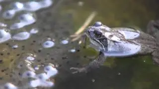 Vroege Vogels - Bruine kikkers