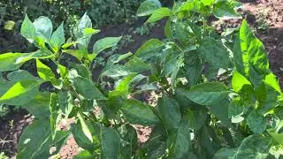 WHY I AM GOING HARD IN GREEN PEPPER FARMING