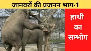 ELEPHANT BREEDING I MALE ELEPHANT WITH FEMALE ELEPHANT I ELEPHANT MATING I ANIMAL VIDEOS