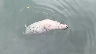 Harbour seal vs school of small fish