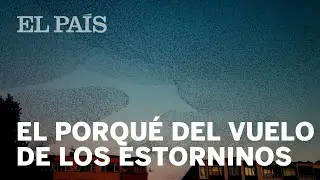 Bandadas de ESTORNINOS: as&iacute; se explica uno de los m&aacute;s bellos espect&aacute;culos de la naturaleza