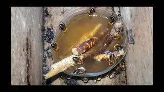 ALIMENTAÇÃO DE ABELHAS JANDAIRA