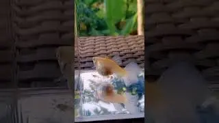 PROSES IKAN GUPPY MELAHIRKAN