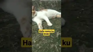 Kucing lucu oren putih ini bermama ROKI BULGARIA LEGEND OYEN