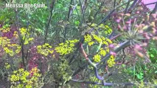 Easy Native Pollinators