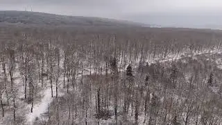 Nordenstadter Wald im Winter  07.01.2026