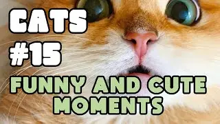 Do You Love Me? 😼 CATS 🐾 Funny and cute moments Ep.15