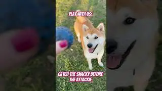 Snacky Before the Ball Attackie! | Yuki the Shiba Inu Goes Full Zoomies! 🦴🎾