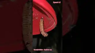 Nymphalidae - Euploea sp. Pupating (Crow Butterfly)