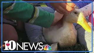 East Tennessee neighborhood rallies around Daryl the Duck