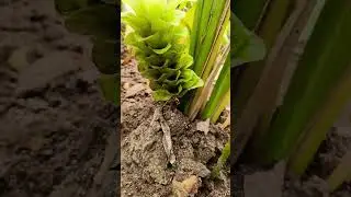 மஞ்சள் பூ🥰 #shorts #shortsfeed #turmeric #pongal #flower #trending #viral #plants #flowers #tree